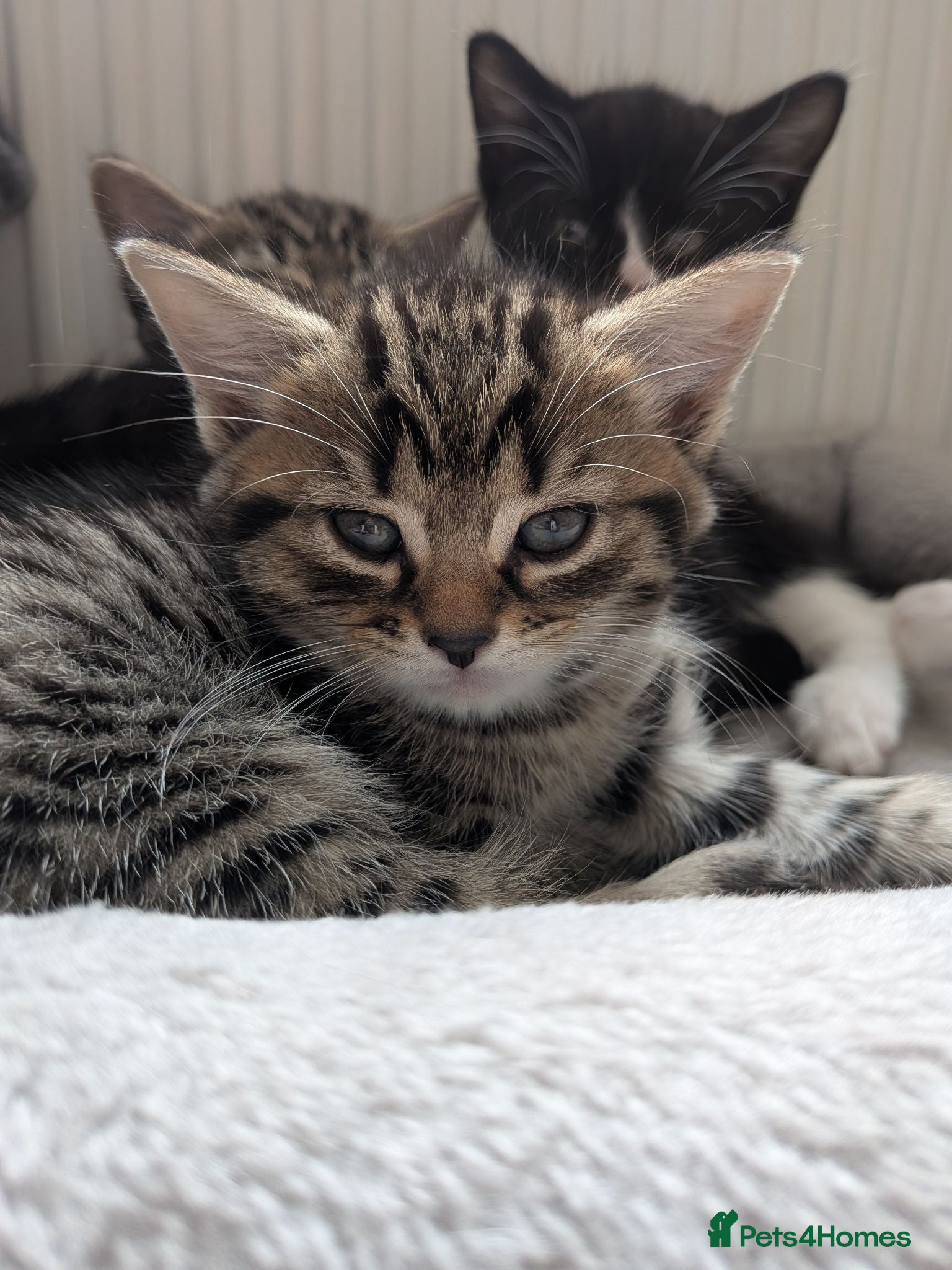 Mixed Breed cats Kittens for sale  - Advert 15