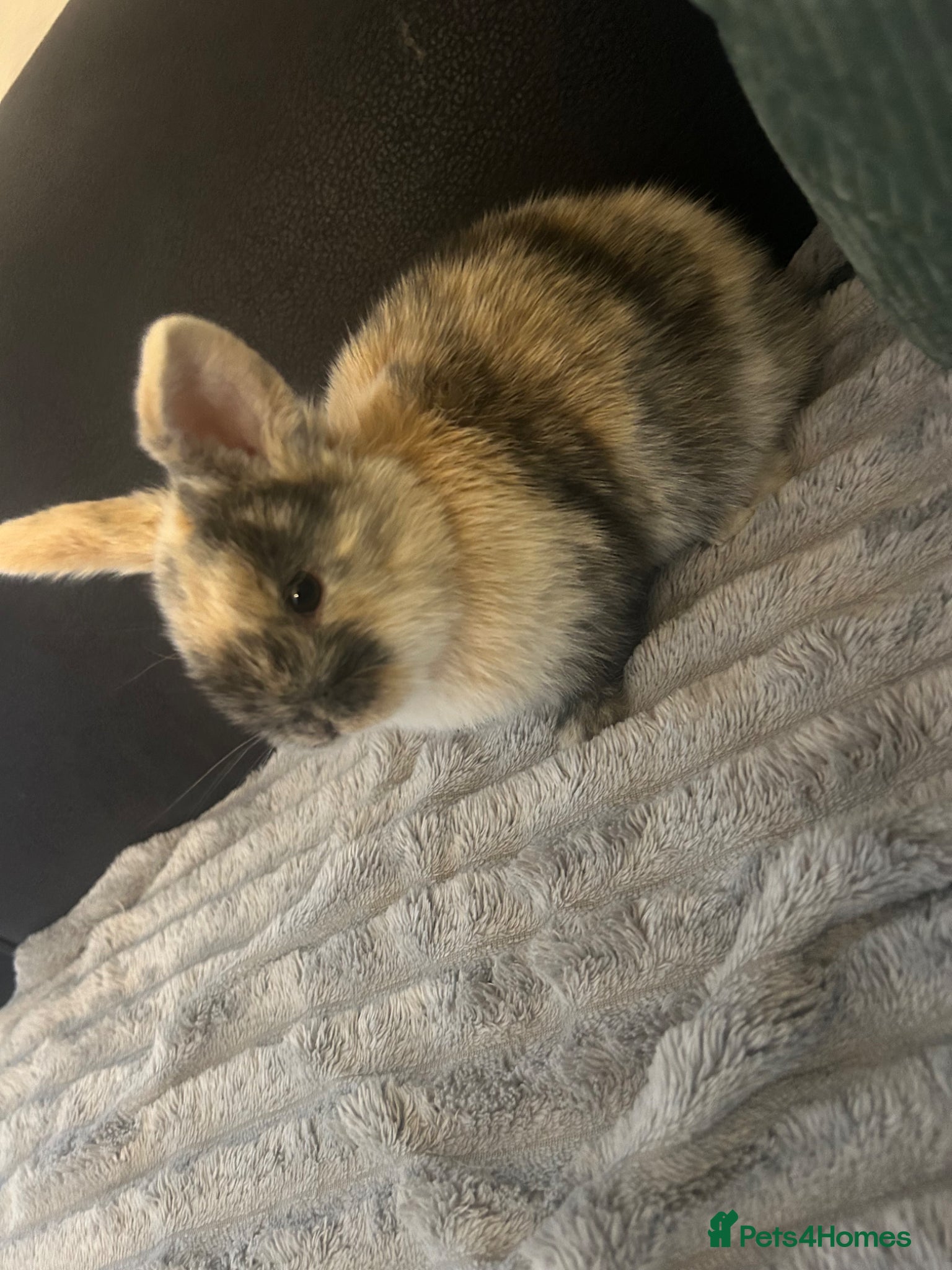 Mixed Breed rabbits 2 Mini lops  - Advert 15