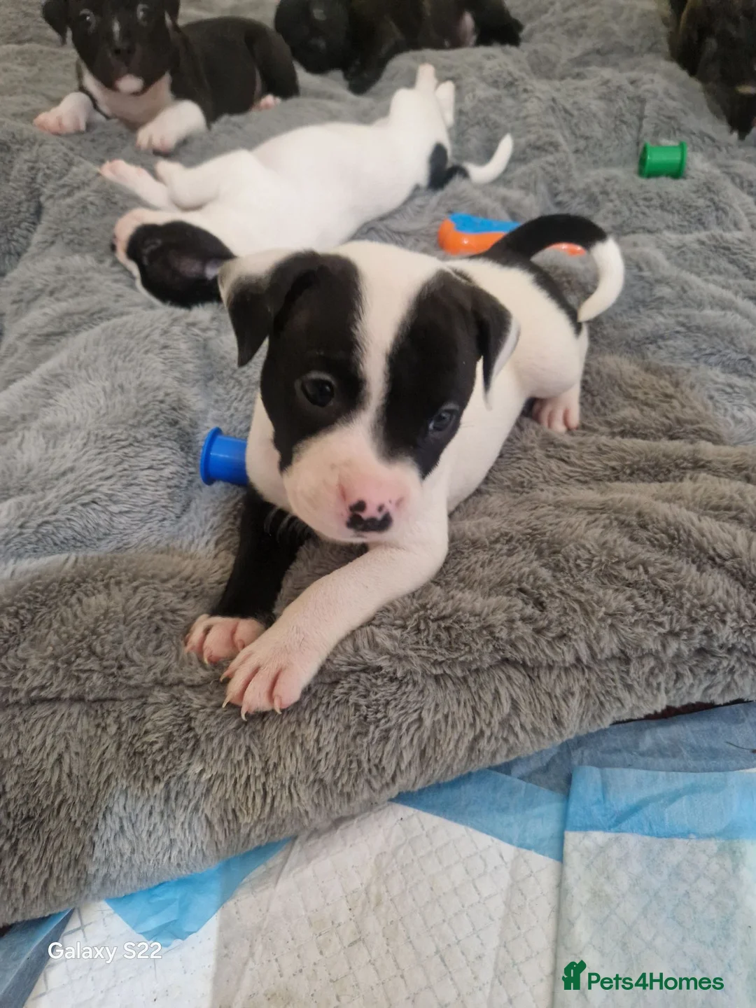 Staffordshire Bull Terrier dogs for sale: Staffordshire bull terriers - Advert 1
