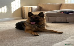German Shepherd dogs for sale: Family reared GSD pups.  - Image 13