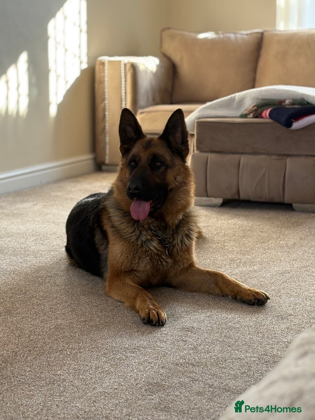 German Shepherd dogs for sale: Family reared GSD pups.  - Image 13