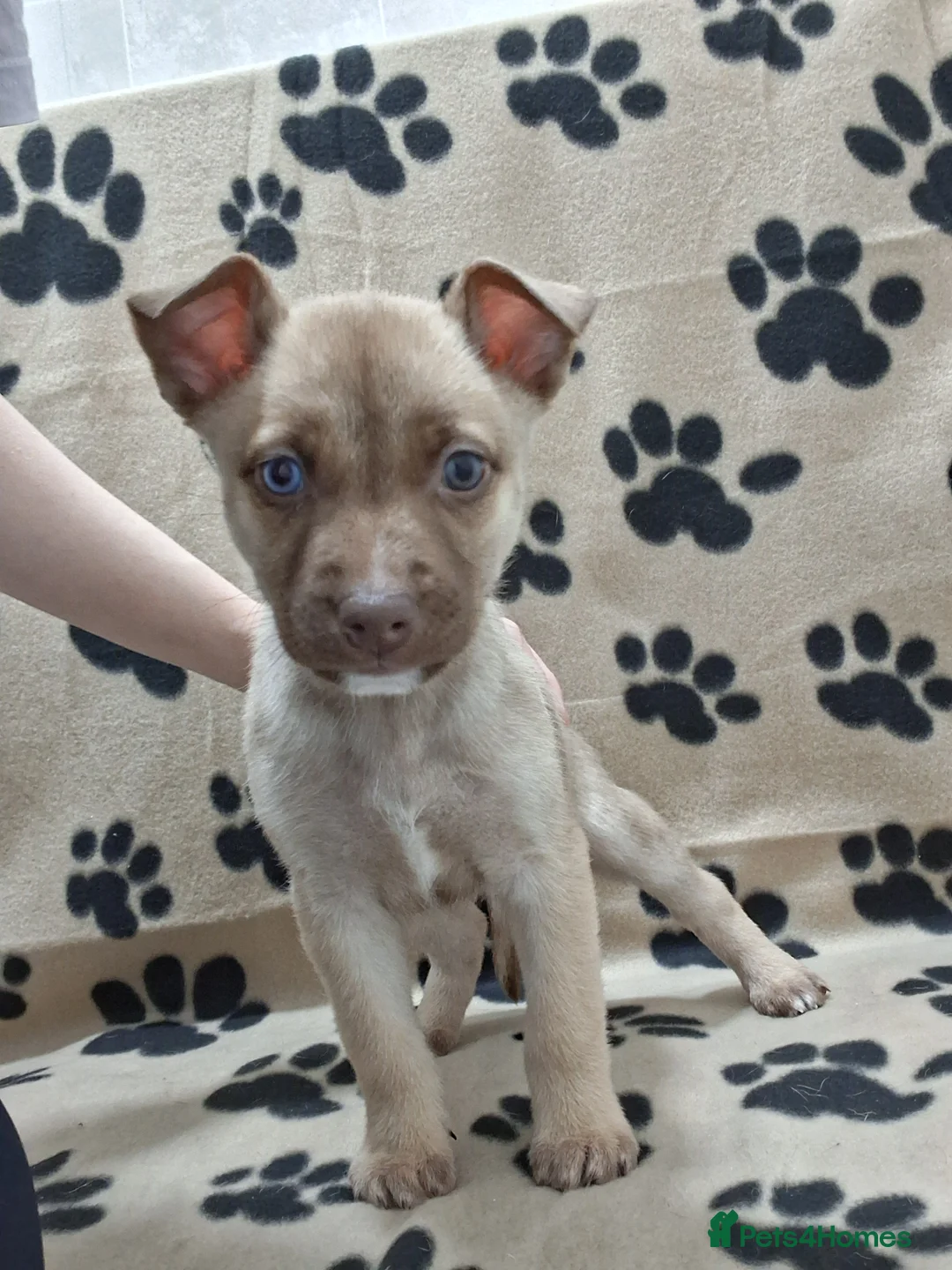 Mixed Breed dogs for sale: Agouti Husky Cross puppies  - Advert 27