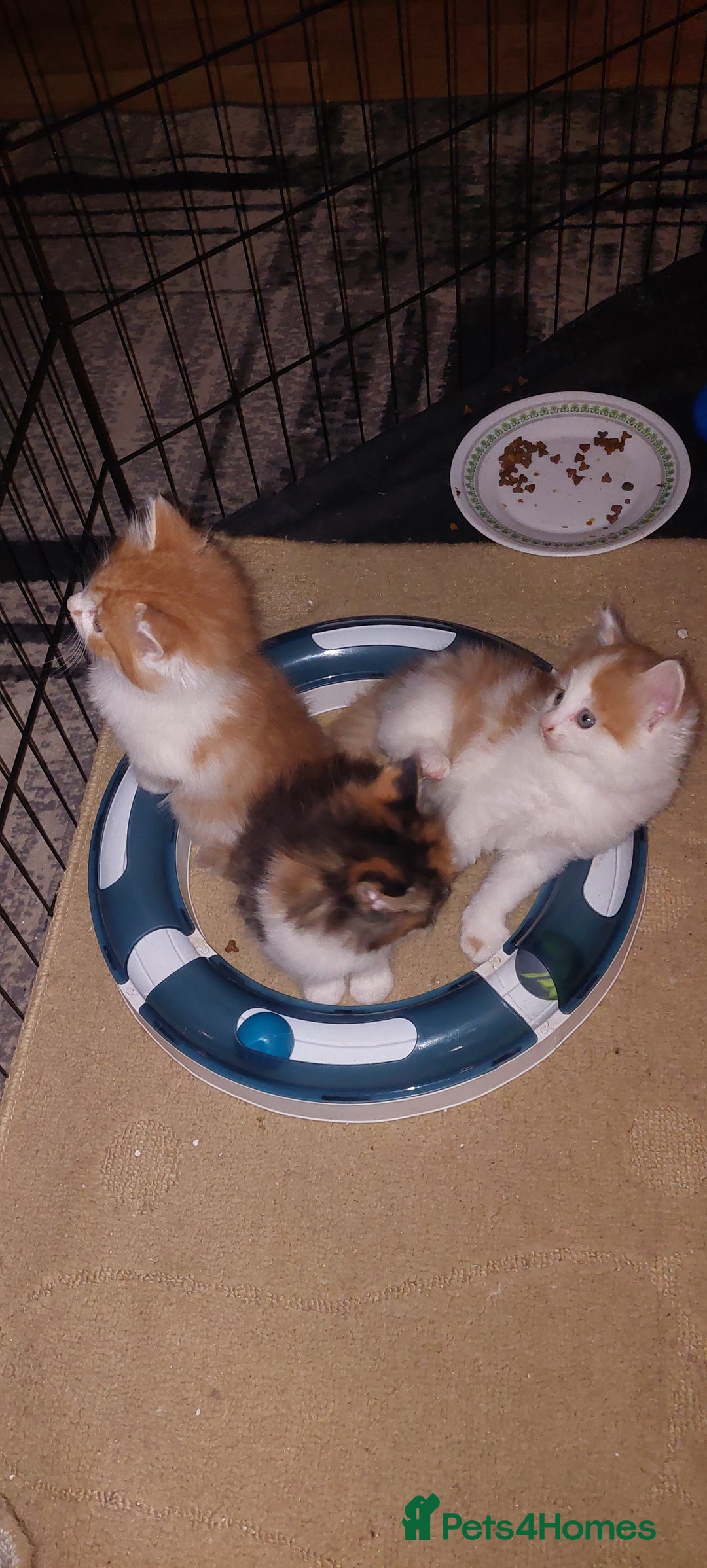 Mixed Breed cats for sale: 3 fluffy kittens - Advert 25