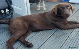 Labrador Retriever dogs for sale: Chocolate Labrador Retriever needs forever home.  - Image 2