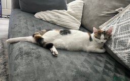 Mixed Breed cats for sale: 3 beautiful little boys  - Image 10