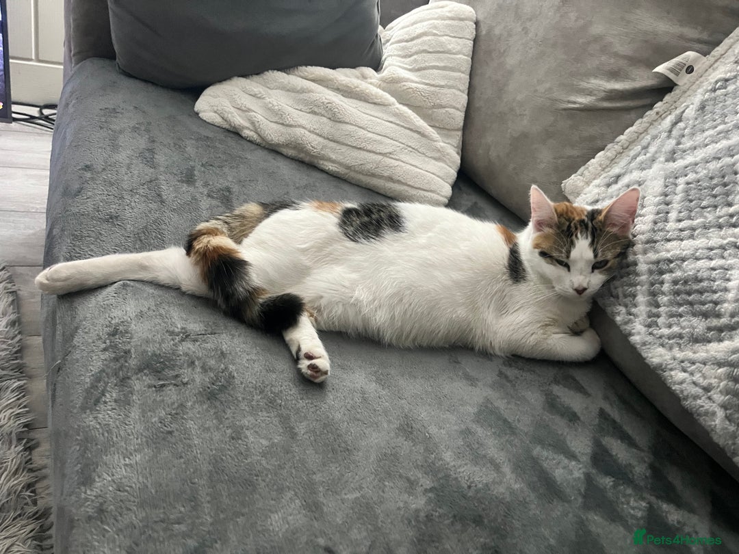 Mixed Breed cats for sale: 3 beautiful little boys  - Image 10