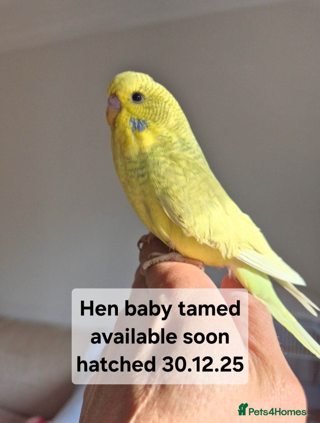 Budgerigars birds Budgies Birds by pre-order, exclusive birds - Advert 10