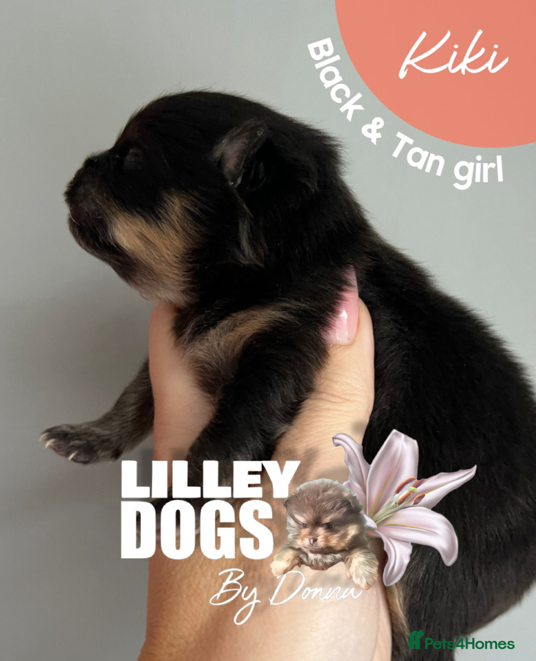 Pomeranian dogs for sale: Quality Pomeranian puppies - Advert 6