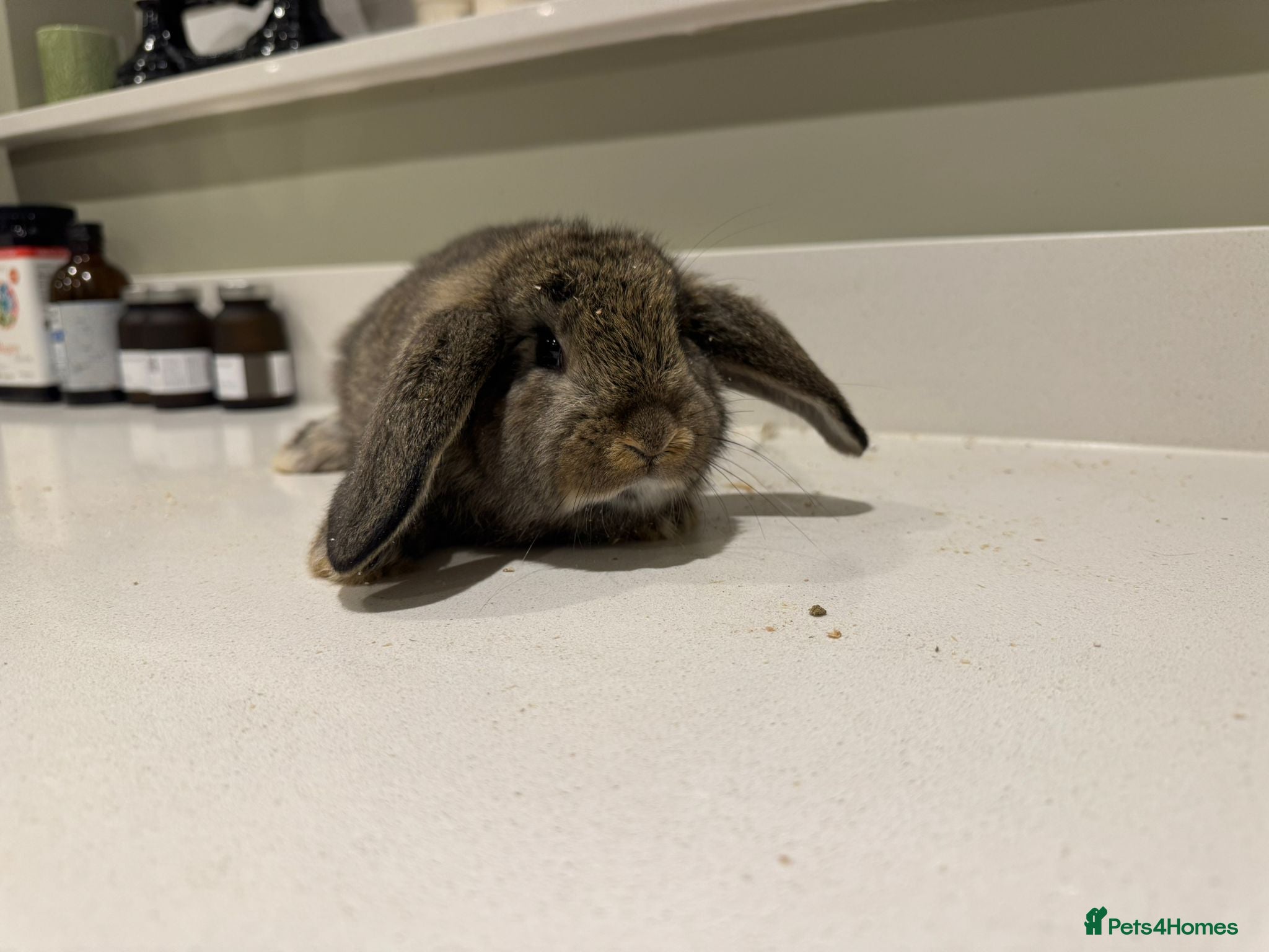 New Zealand rabbits New Zealand lops  - Advert 1