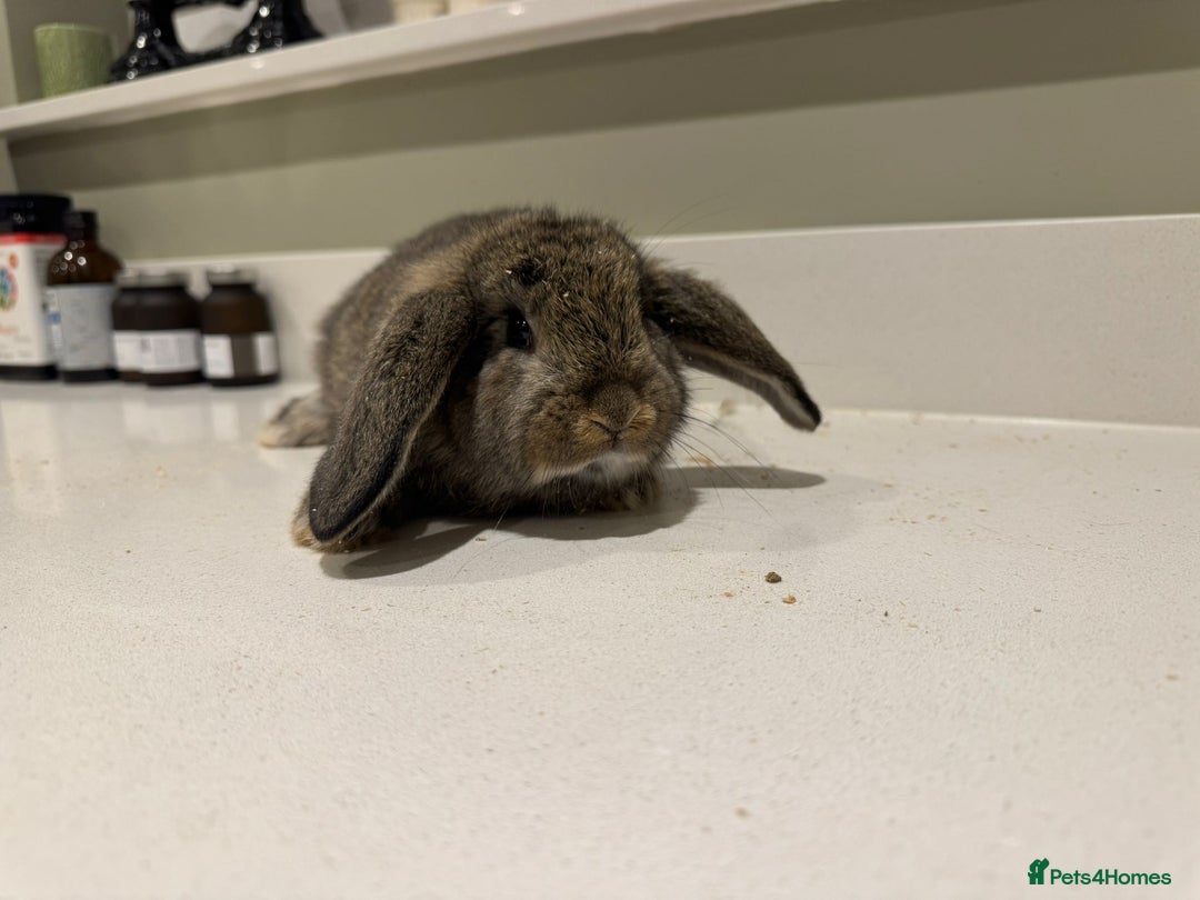 New Zealand rabbits for sale: New Zealand lops  - Advert 1