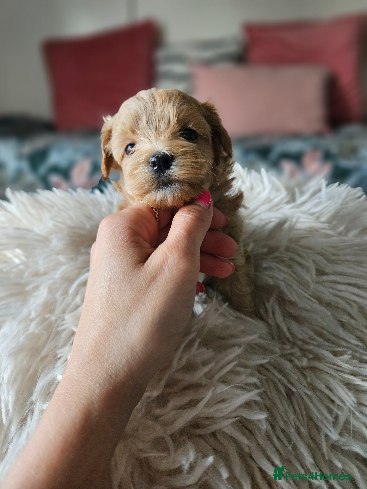 Maltipoo dogs for sale: Cute Small Maltipoos F1  - Advert 14