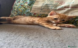 Domestic Shorthair cats for sale: Shorthair Kittens - Image 10