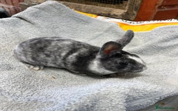 Rex rabbits for sale: 2 Mini rex does - Image 3