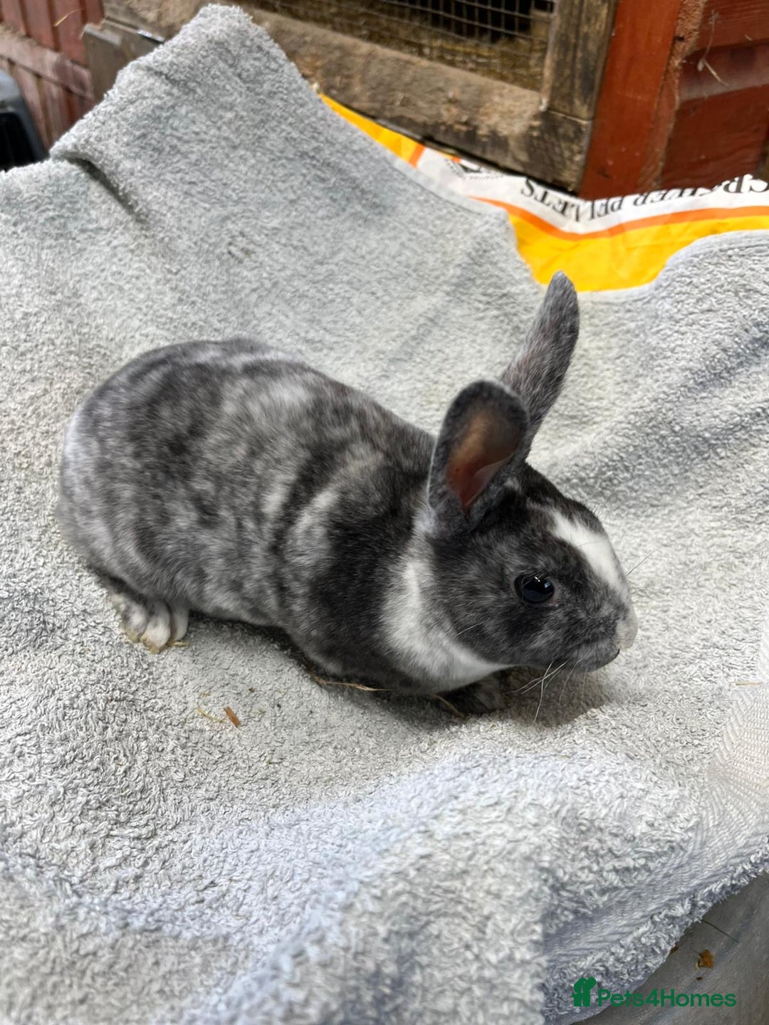 Rex rabbits for sale: 2 Mini rex does - Image 3