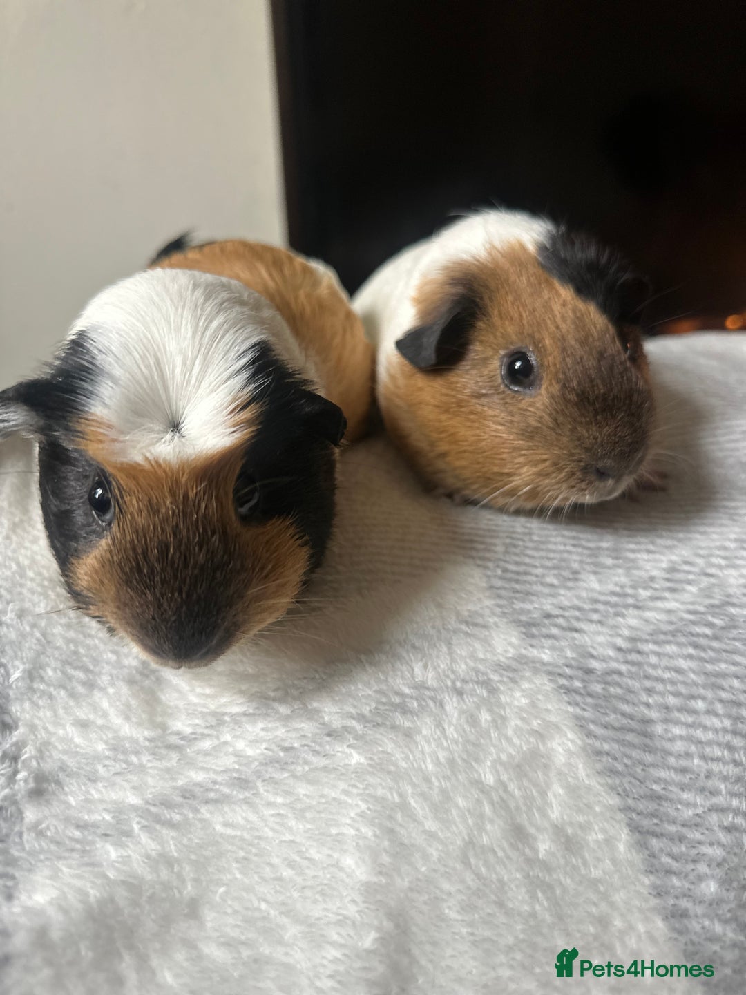 Alaska rabbits for sale: Mum and daughter  - Image 1