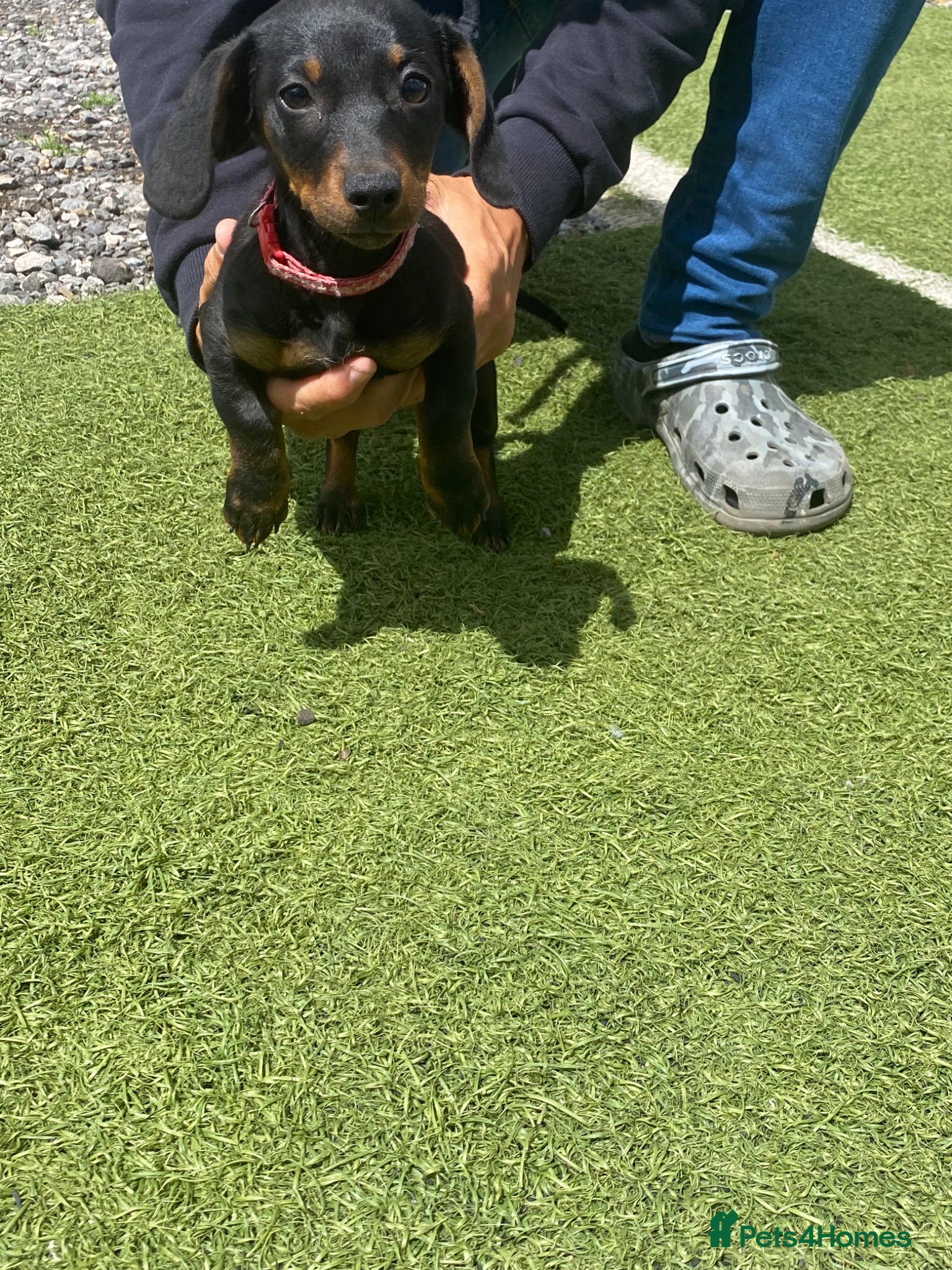 Dachshund dogs Last little Girl looking for her forever Home  - Advert 8