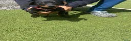 Dachshund dogs for sale: Last little Girl looking for her forever Home  - Advert 1