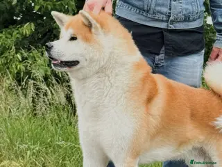 Japanese Akita Inu dogs JJapanese Akita Inu Stud Available – London - Advert 1