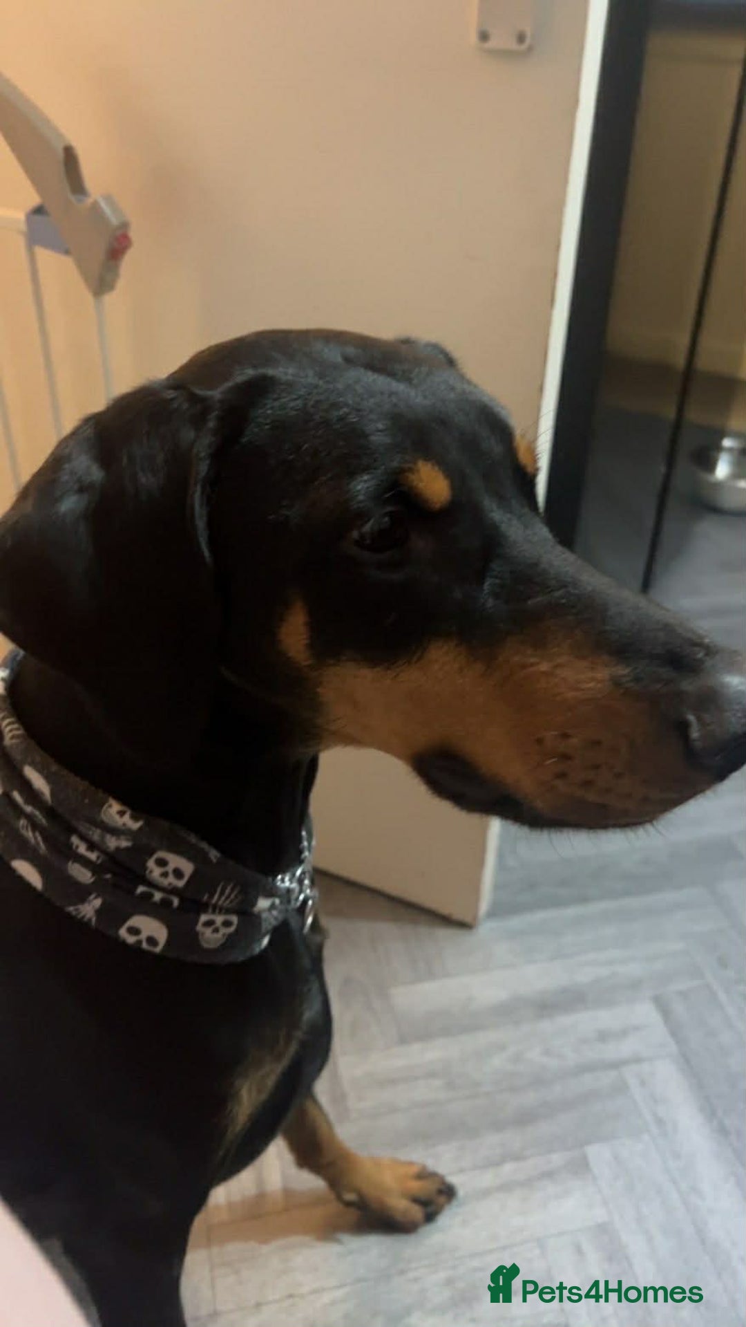 Dobermann dogs for sale: 2 year old female Doberman - Advert 4