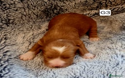 Cocker Spaniel dogs for sale: Stunning Working Cocker Spaniel Pups F1B  - Image 15