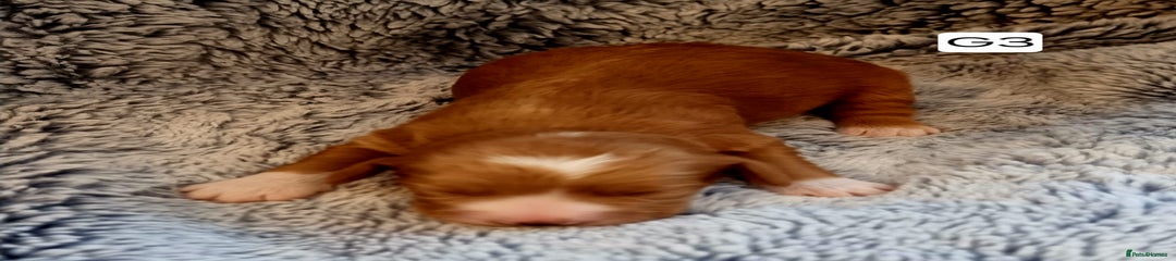 Cocker Spaniel Puppy 3