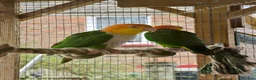 Parrots birds for sale: RARE Pair of Green-Thighed Caiques - Advert 2