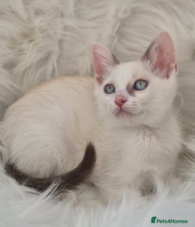 Siamese cats - Advert 8