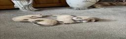 Ragdoll cats for sale: Rag doll cross kittens  - Advert 6