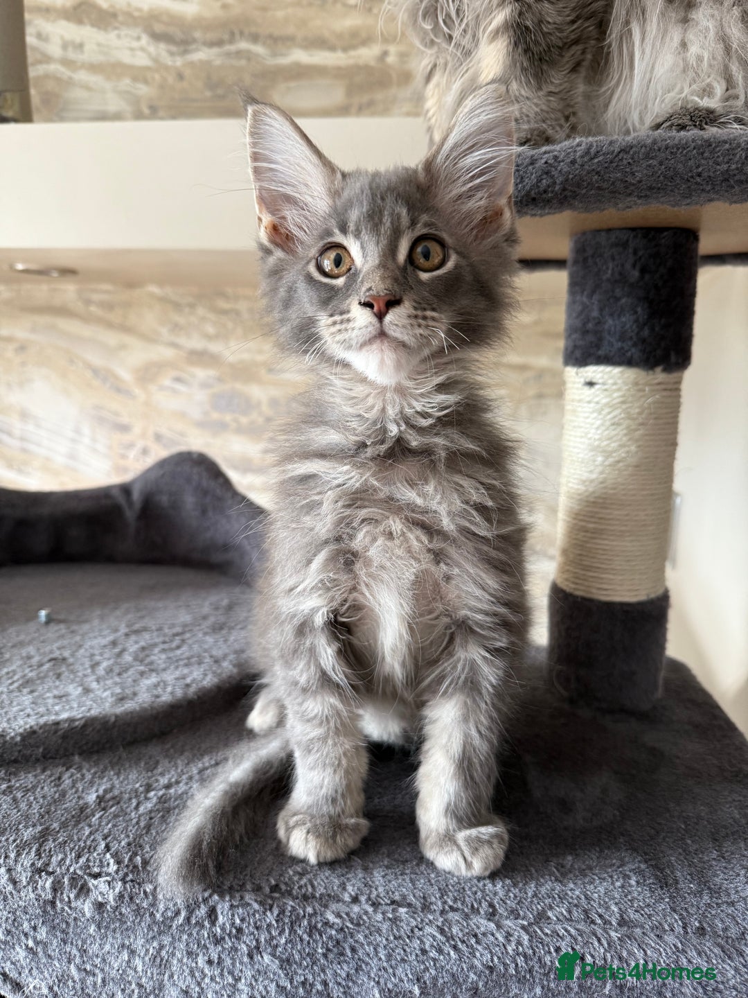 Maine Coon cats for sale: XL Russian Cubs 🇷🇺❤️ - Image 10