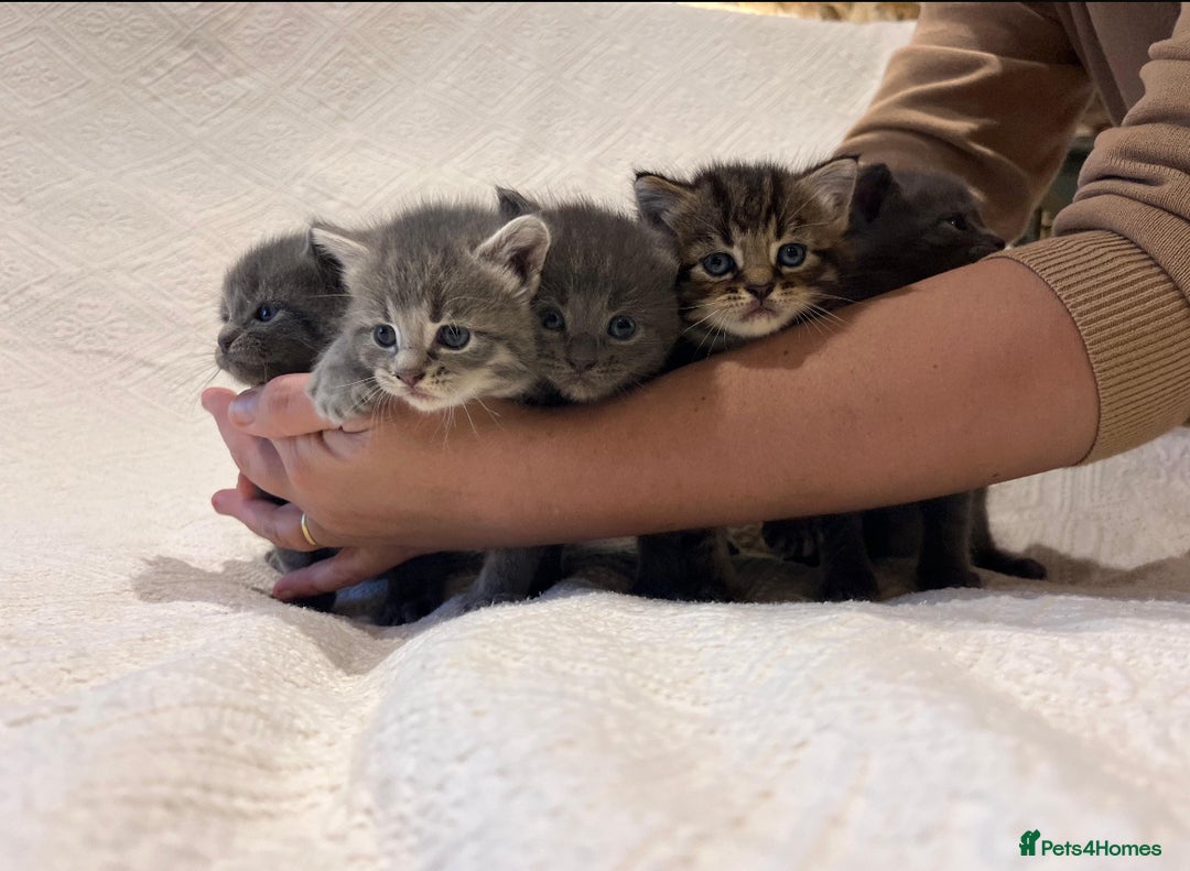 Maine Coon cats for sale: Maine coon x bsh. READY 14th BUT CAN HOLD - Advert 8