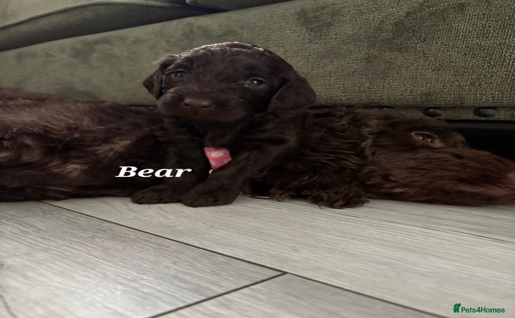 Mixed Breed dogs - Advert 15