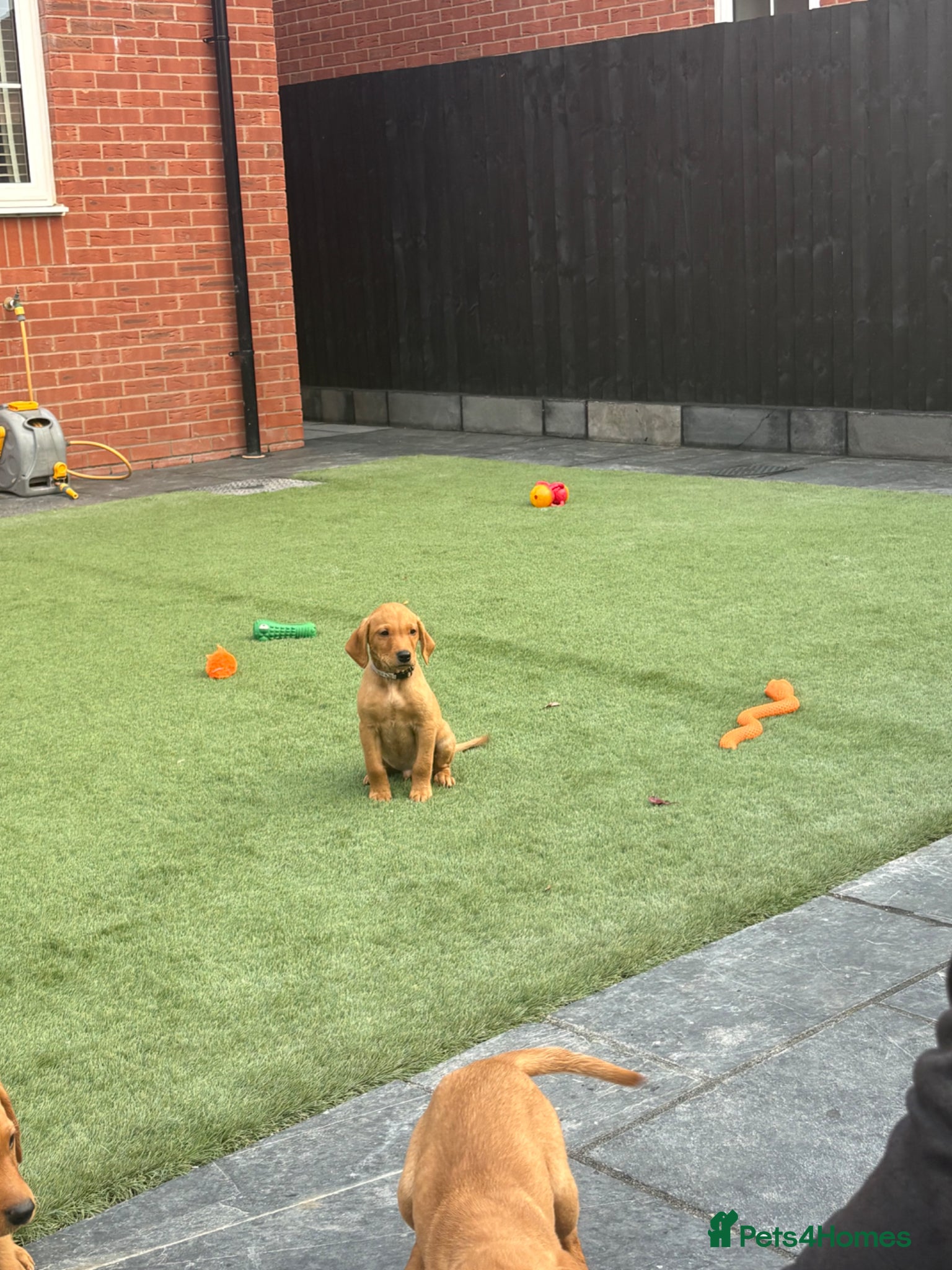 Labrador Retriever dogs 2 BOYS LEFT KC Registered Fox Red Labrador Puppies - Advert 18