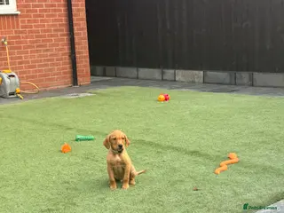 Labrador Retriever dogs 2 BOYS LEFT KC Registered Fox Red Labrador Puppies - Advert 18