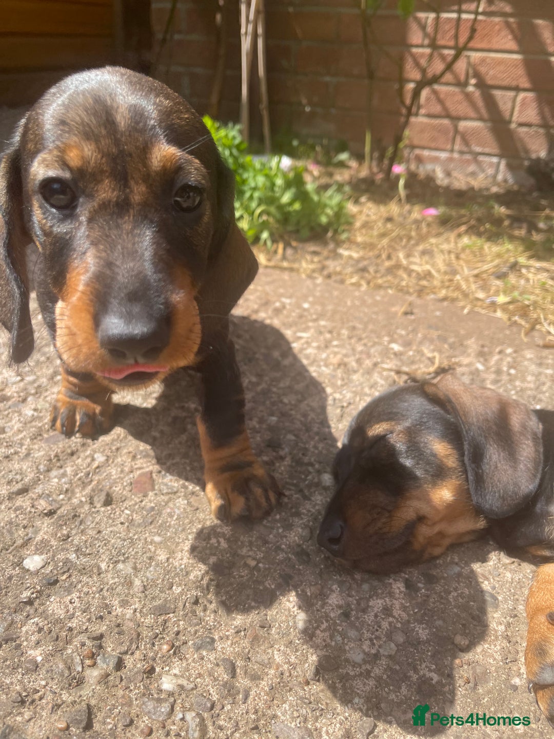Dachshund dogs for sale: KC standard wire haired dachshund puppies (teckel) in Tiverton - Image 28