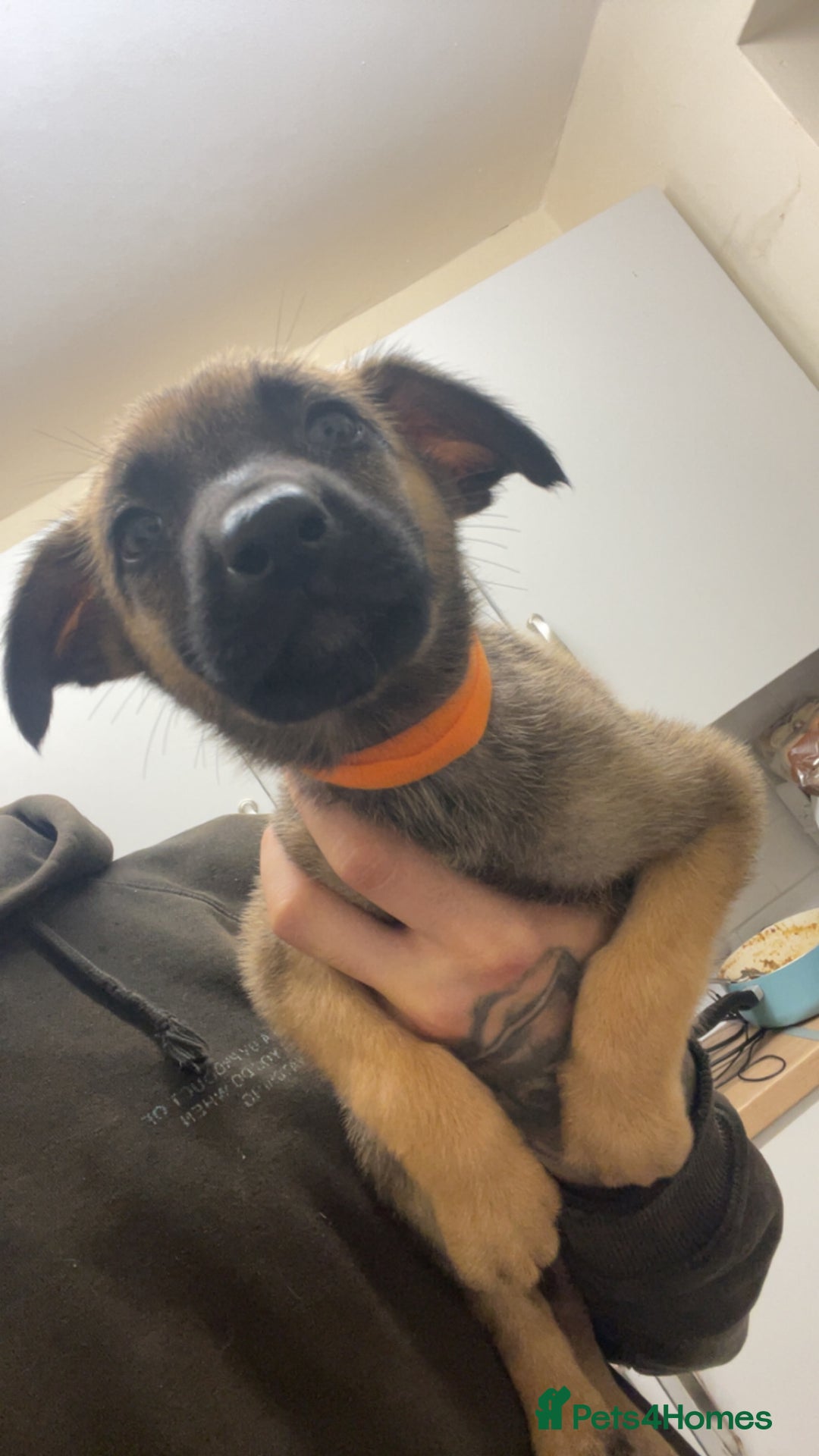 Belgian Shepherd Dog dogs for sale: Belgian Malinois Puppies - Image 11
