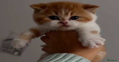 British Shorthair cats - Advert 7