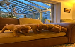 Labrador Retriever dogs for sale: Stunning KC Fox Reds  - Advert 8