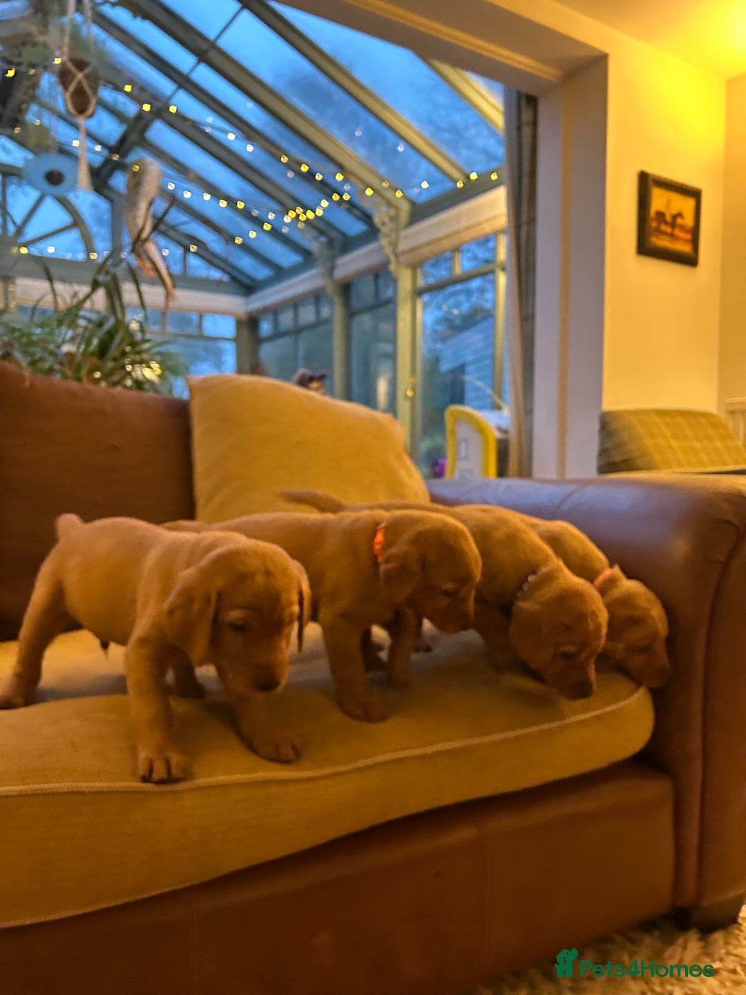 Labrador Retriever dogs for sale: Stunning KC Fox Reds  - Advert 8