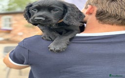 Cocker Spaniel dogs for sale: Ready Now 🐾 Champion bred working cocker boys  - Image 7