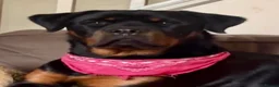 Rottweiler dogs for sale: Stunning boy  - Advert 9