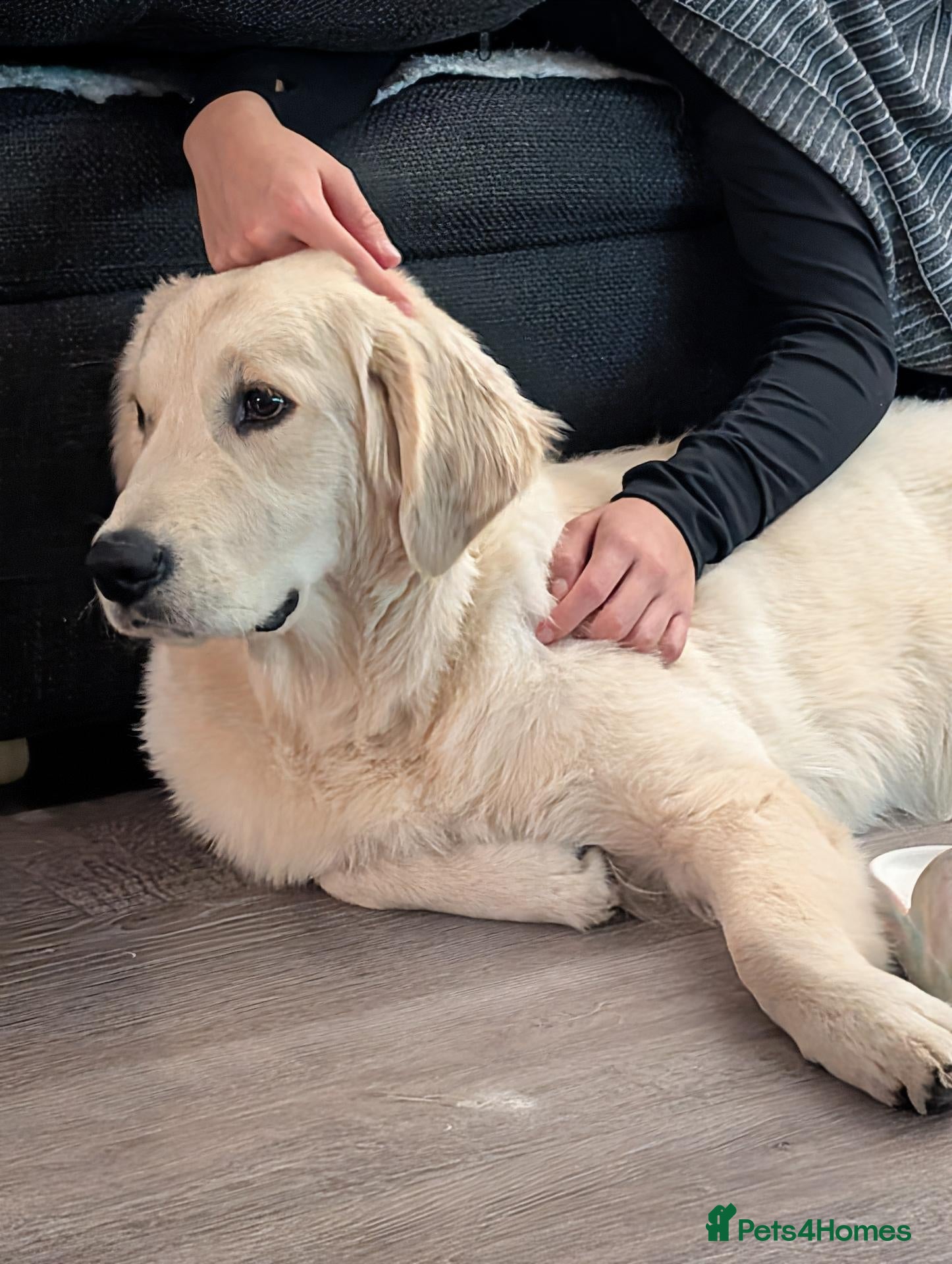 Golden Retriever dogs for sale: Mr Neo - Advert 3