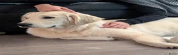 Golden Retriever dogs for sale: Mr Neo - Advert 1