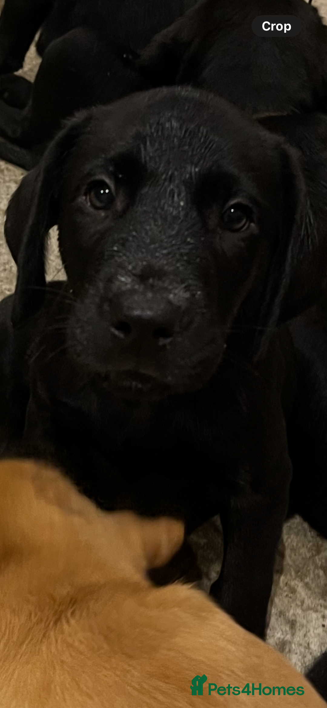 Labrador Retriever dogs for sale: Stunning fox red & black Labrador puppies  - Image 20