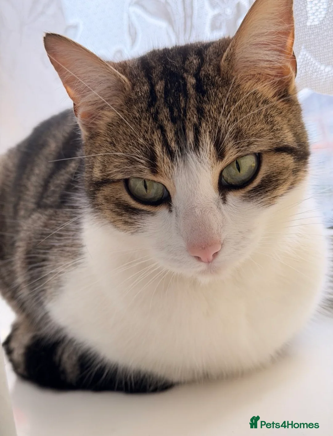 Mixed Breed cats for sale: Fluffy Tuxedo Kitten |🖤🤍 in Hull - Advert 4