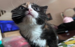 Mixed Breed cats for sale: Got 4 kittens looking for them home  - Image 7