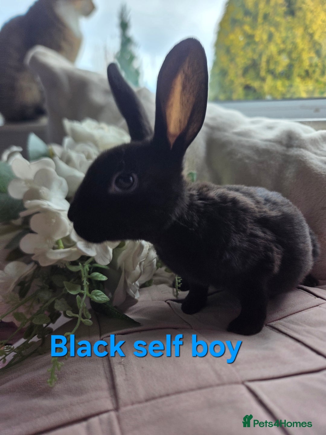 Rex rabbits for sale: 🐰 Beautiful mini rex babies 🐰 - Advert 5