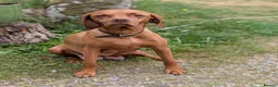Mixed Breed dogs for sale: Vizslador Puppies (Vizsla X Black Lab) in Yelverton - Advert 5
