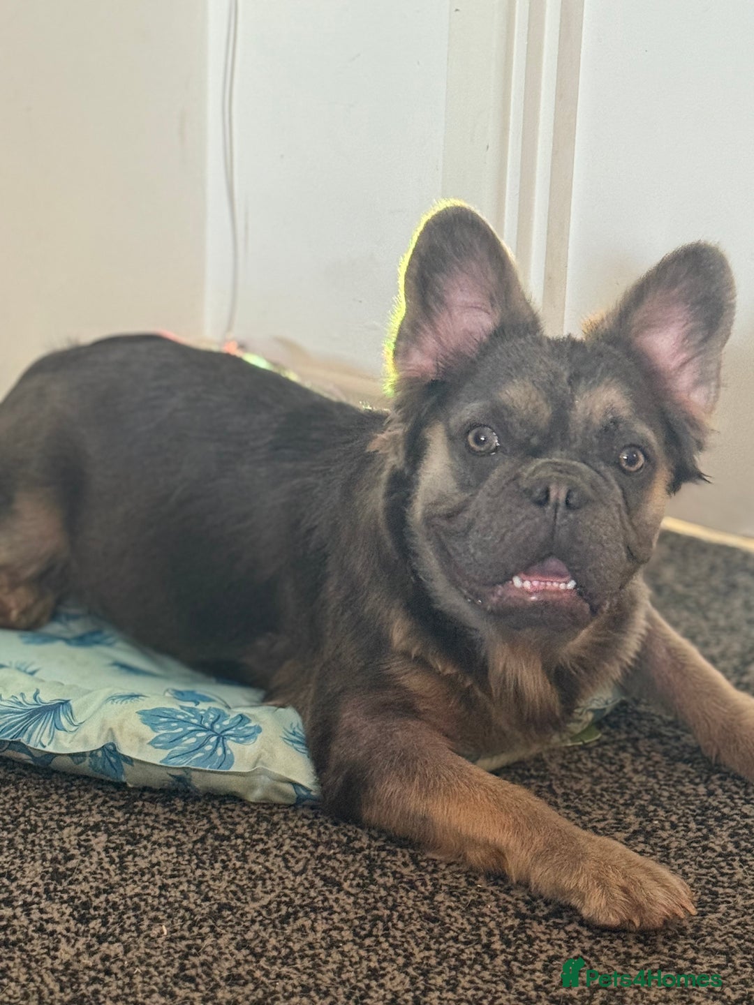 French Bulldog dogs for sale: Fluffy French bulldog  - Image 3