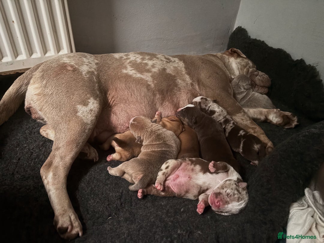 Mixed Breed dogs for sale: Bullpei puppies  - Image 11