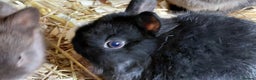 Netherland Dwarf rabbits for sale: Netherland dwarf BLACK & A CHOC BUCK  TO RESERVE  - Advert 9